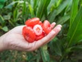 Hand holding bright red rose apples Royalty Free Stock Photo