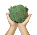 Hand holding broccoli isolated on white background,clipping path,top view Royalty Free Stock Photo