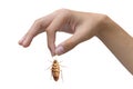 Hand holding brown cockroach over white background