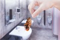 Hand holding brown cockroach on public toilet background, eliminate cockroach in toilet, Cockroaches as carriers of disease