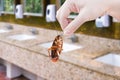 Hand holding brown cockroach on public toilet and sink background, eliminate cockroach in toilet, Cockroaches as carriers of