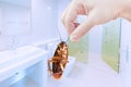 Hand holding brown cockroach on toilet background, eliminate cockroach in toilet, Cockroaches carriers of disease