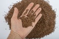 Hand holding brown flax seeds. Close-up, top view.