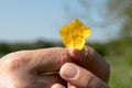 Hand holding Bulbous buttercup flower