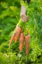 Hand holding a bunch of carrots