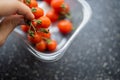 Hand holding a bunch of cherry tomatoes above a plastic container Royalty Free Stock Photo