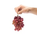 Hand holding a bunch of dark grapes. Close up. Isolated on a white background Royalty Free Stock Photo