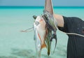 Hand holding bunch of fresh caught various fish Royalty Free Stock Photo