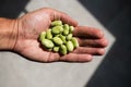 A hand holding a bunch of fresh raw organic fava beans from the urban garden.