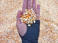 Hand Holding A Bunch of Fresh Red Maize or Corn Cob During Harvest Season. The Farmers Dry the Corns Then Fry Them Into Popcorn Royalty Free Stock Photo