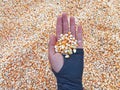 Hand Holding A Bunch of Fresh Red Maize or Corn Cob During Harvest Season. The Farmers Dry the Corns Then Fry Them Into Popcorn Royalty Free Stock Photo