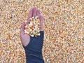 Hand Holding A Bunch of Fresh Red Maize or Corn Cob During Harvest Season. The Farmers Dry the Corns Then Fry Them Into Popcorn Royalty Free Stock Photo