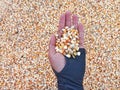 Hand Holding A Bunch of Fresh Red Maize or Corn Cob During Harvest Season. The Farmers Dry the Corns Then Fry Them Into Popcorn Royalty Free Stock Photo