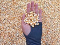 Hand Holding A Bunch of Fresh Red Maize or Corn Cob During Harvest Season. The Farmers Dry the Corns Then Fry Them Into Popcorn Royalty Free Stock Photo