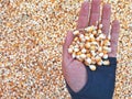 Hand Holding A Bunch of Fresh Red Maize or Corn Cob During Harvest Season. The Farmers Dry the Corns Then Fry Them Into Popcorn Royalty Free Stock Photo