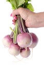 Hand holding a bunch of fresh turnips Royalty Free Stock Photo
