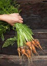 Hand holding a bunch of freshly dug carrots Royalty Free Stock Photo