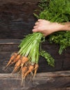 Hand holding a bunch of freshly dug carrots Royalty Free Stock Photo