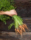 Hand holding a bunch of freshly dug carrots Royalty Free Stock Photo