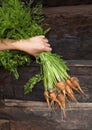 Hand holding a bunch of freshly dug carrots Royalty Free Stock Photo