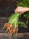 Hand holding a bunch of freshly dug carrots Royalty Free Stock Photo
