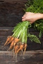 Hand holding a bunch of freshly dug carrots Royalty Free Stock Photo