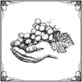 Hand holding bunch of grapes, hand drawn graphic illustration Royalty Free Stock Photo