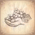 Hand holding bunch of grapes, hand drawn graphic illustration Royalty Free Stock Photo
