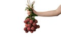 Hand holding a bunch of lychees on white isolate background Royalty Free Stock Photo