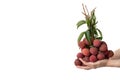Hand holding a bunch of lychees on white isolate background Royalty Free Stock Photo