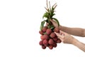 Hand holding a bunch of lychees on white isolate background Royalty Free Stock Photo