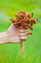 Hand holding bunch of meadow red ripe wild strawberries Royalty Free Stock Photo
