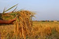 Hand holding a bunch of newly harvested paddy Royalty Free Stock Photo