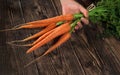 Hand holding bunch of red carrots with green leaves over dark wooden board Royalty Free Stock Photo