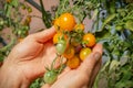 Hand holding a bunch of yellow tomatoes on green bush