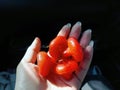 A hand holding bunch of vibrant Red Rose apple fruit, Chom Pu Plastic Thai language, rare item native fruits Royalty Free Stock Photo