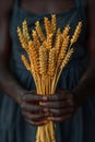 Hand holding a bundle of harvested wheat Royalty Free Stock Photo