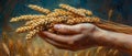 Hand holding a bundle of harvested wheat Royalty Free Stock Photo