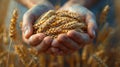 Hand holding a bundle of harvested wheat Royalty Free Stock Photo