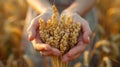 Hand holding a bundle of harvested wheat Royalty Free Stock Photo