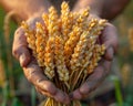 Hand holding a bundle of harvested wheat