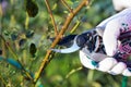 Hand holding bypass pruning secateur for cutting roses