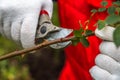 Hand holding bypass pruning secateur for cutting roses