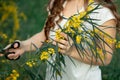 Hand holding bypass secateurs scissors and pruning yellow acacia flower brunches. Seasonal work in the garden.