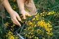 Hand holding bypass secateurs scissors and pruning yellow acacia flower brunches. Seasonal work in the garden.