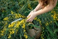 Hand holding bypass secateurs scissors and pruning yellow acacia flower brunches. Seasonal work in the garden.