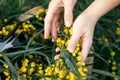 Hand holding bypass secateurs scissors and pruning yellow acacia flower brunches. Seasonal work in the garden.