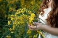 Hand holding bypass secateurs scissors and pruning yellow acacia flower brunches. Seasonal work in the garden.