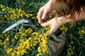 Hand holding bypass secateurs scissors and pruning yellow acacia flower brunches. Seasonal work in the garden.