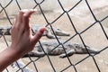 Hand holding cage of alligator pond.